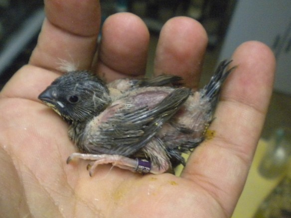 Pulcino grigio eumo (maschio)