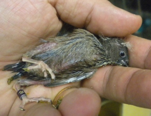 Pulcino grigio eumo (maschio)