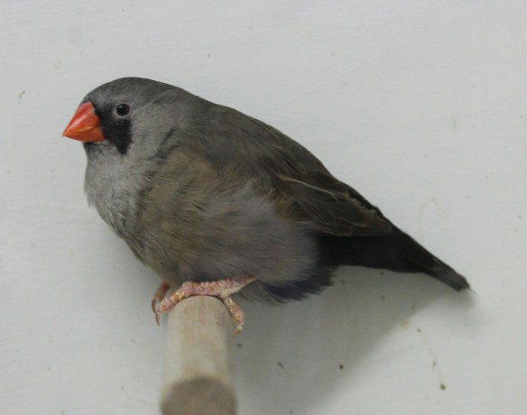 Grigio eumo (femmina)