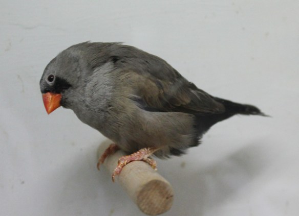 Grigio eumo (femmina)