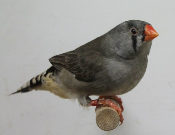 Grigio faccia nera (femmina)