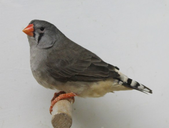 Grigio faccia nera (femmina)