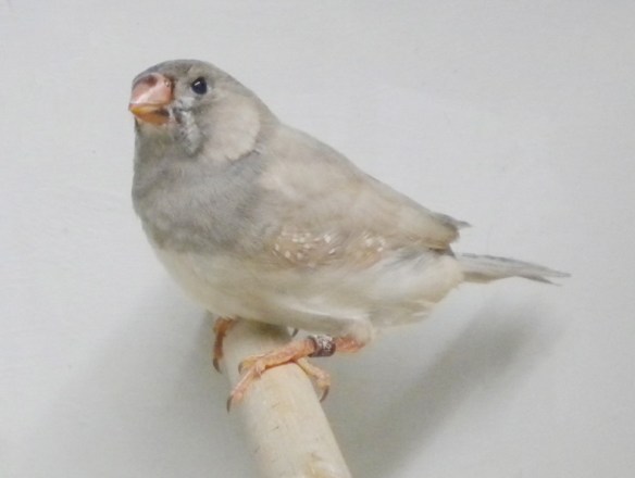 Grigio diluito (giovane maschio)
