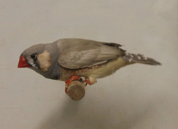 Grigio diluito (maschio)