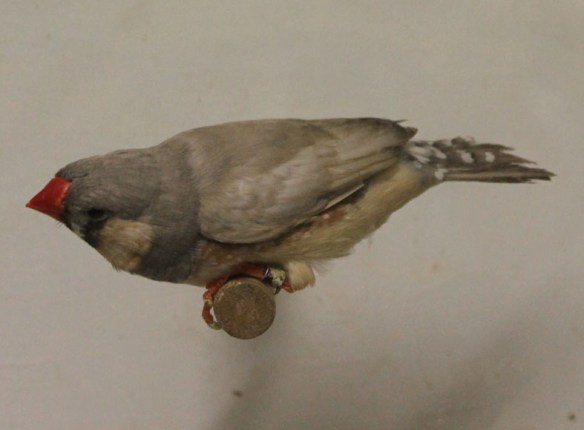 Grigio diluito (maschio)