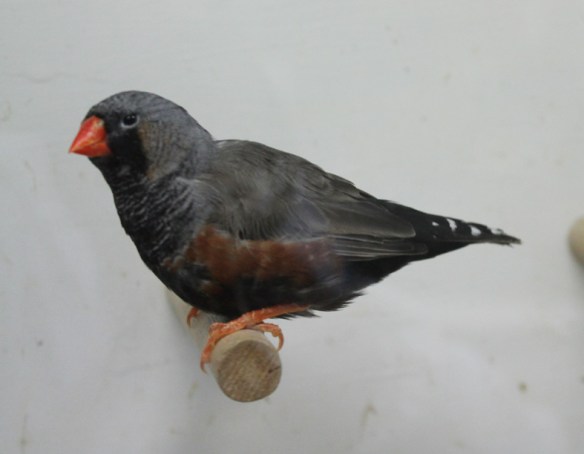 Grigio eumo (maschio)