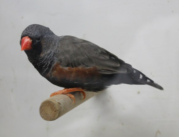 Grigio eumo (maschio)