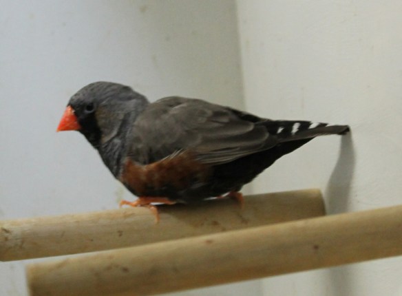 Grigio eumo (maschio)