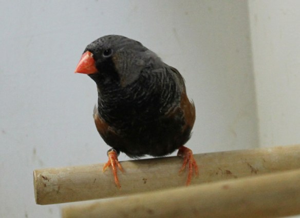 Grigio eumo (maschio)