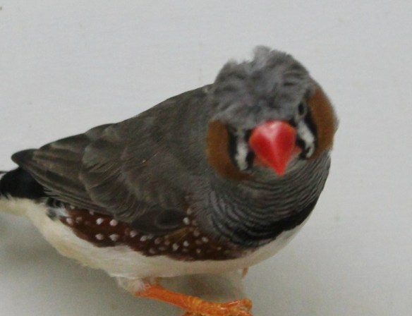 Grigio ciuffato (maschio)