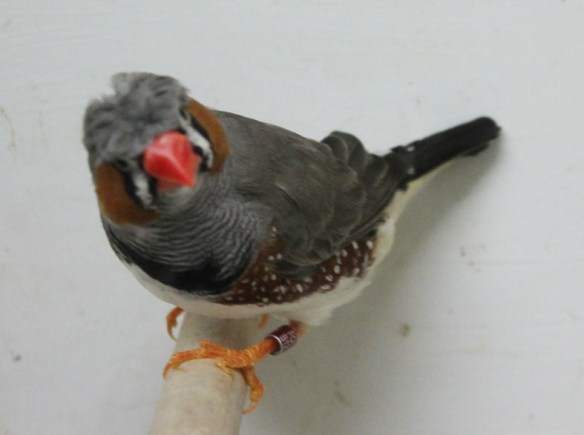 Grigio ciuffato (maschio)