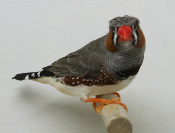 Grigio ciuffato (maschio)