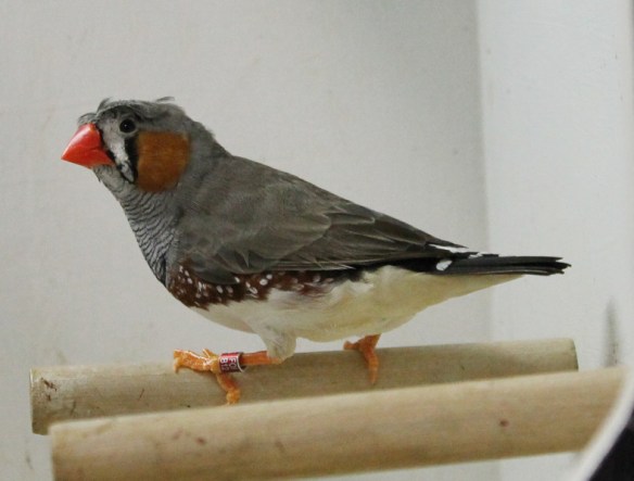 Grigio ciuffato (maschio)