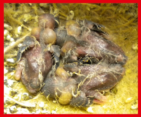 Grigio a pochi giorni di vita