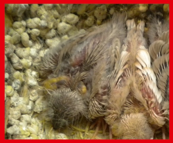 Grigio Diluito a 15 giorni