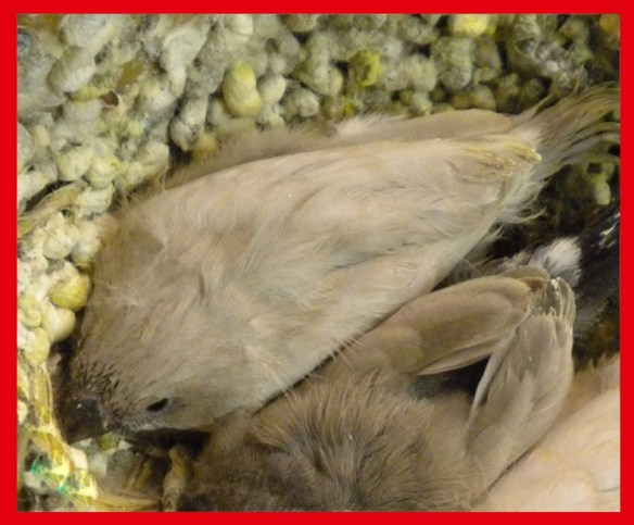 Grigio Diluito a 25 giorni