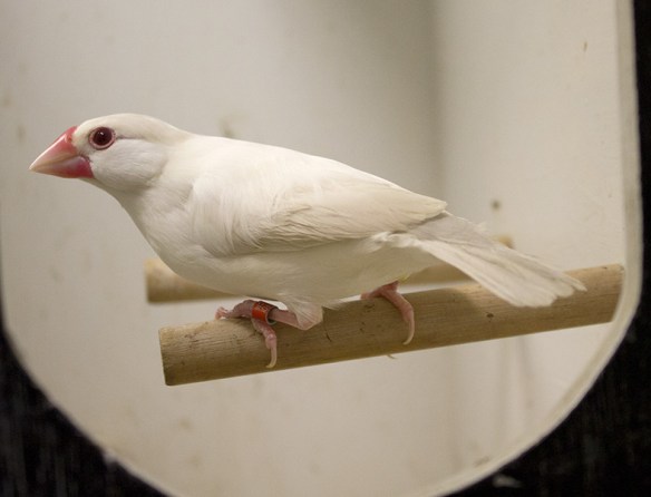 Padda Feomelanico Opale Pastello 