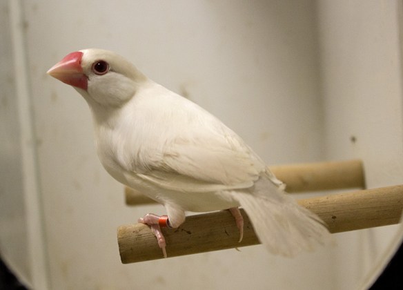 Padda Feomelanico Opale Pastello 