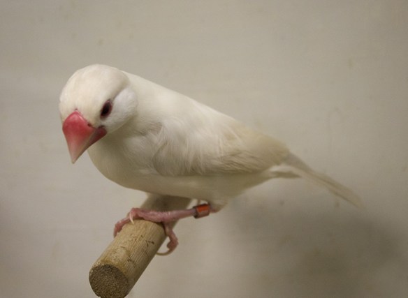 Padda Feomelanico Opale Pastello 