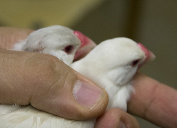 Particolare della testa - Feomelanico Opale Pastello e Feomelanico Opale a confronto