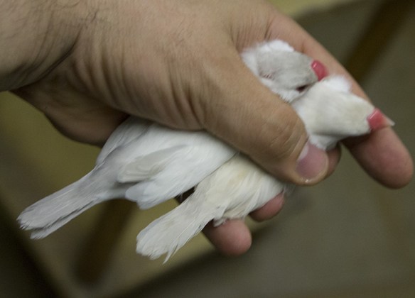 Feomelanico Opale Pastello e Feomelanico Opale a confronto
