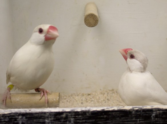 Topazio Opale Pastello e Topazio Opale a confronto