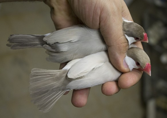 Feomelanico e Topazio a confronto