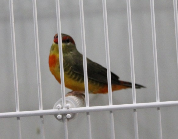 Bengalino ventre arancio (maschio)