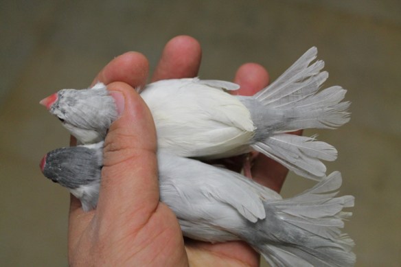 Opale e opale mascherato a confronto