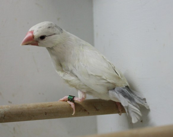 Giovane ancora non mutato