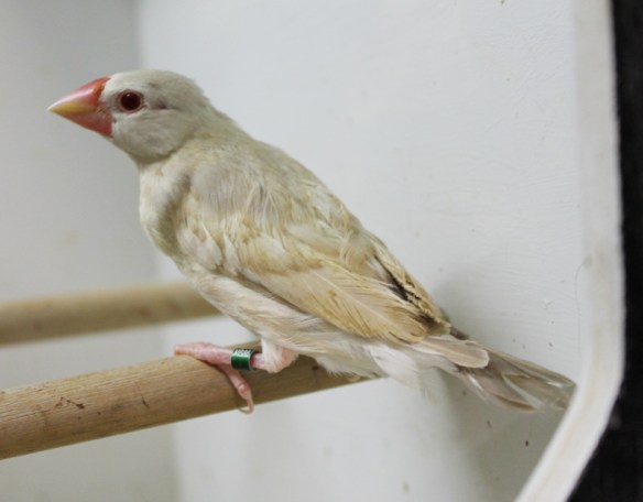 Giovane ancora non mutato