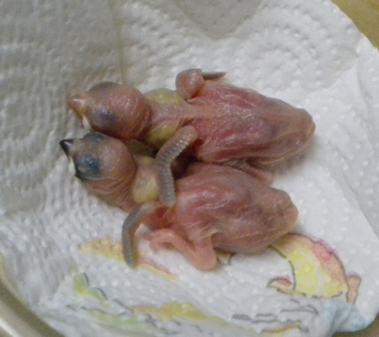 Due nidiacei di padda, uno grigio e uno mascherato a confronto