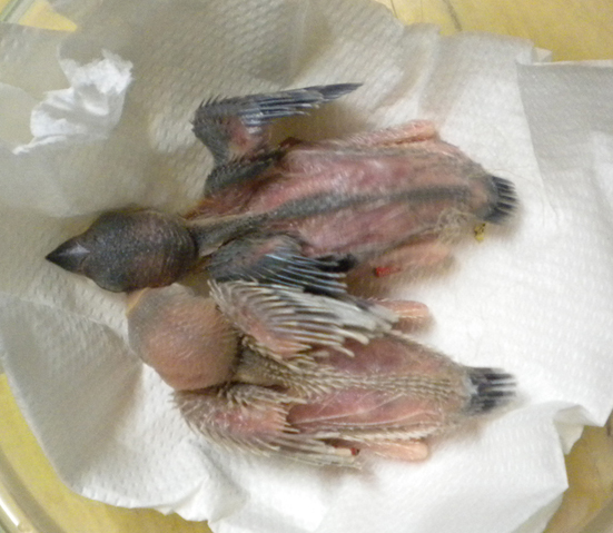 Due nidiacei di padda, uno grigio e uno mascherato a confronto