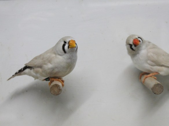 Becco giallo e becco rosso a confronto