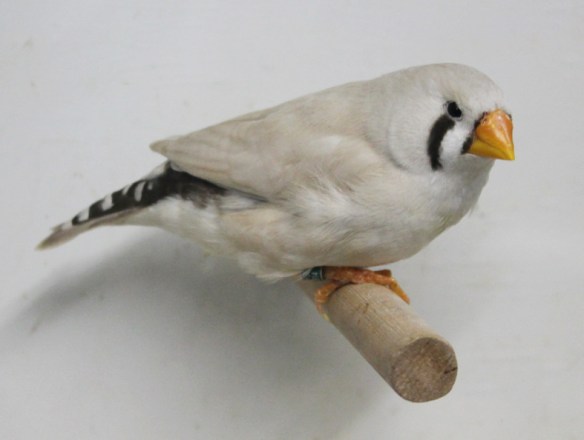 Grigio mascherato o.r. becco giallo (femmina)