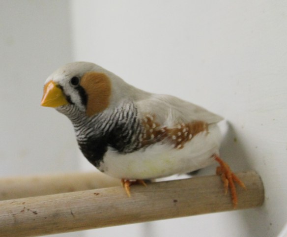 Grigio mascherato o.r. becco giallo (maschio)