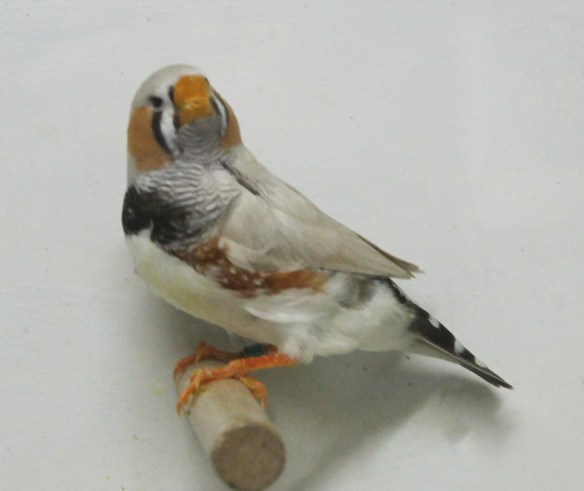 Grigio mascherato o.r. becco giallo (maschio)