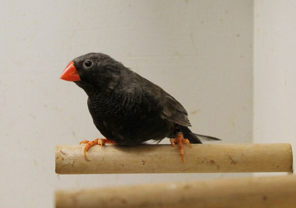 Grigio eumo guancia nera (maschio)