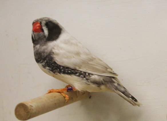 Grigio guancia guancia nera (maschio)