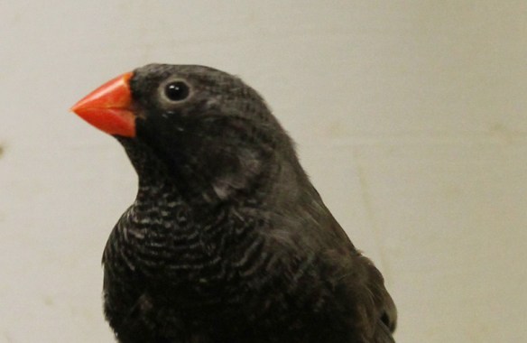 Grigio eumo guancia nera (maschio)