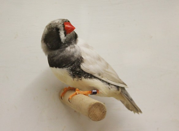 Grigio guancia guancia nera (maschio)