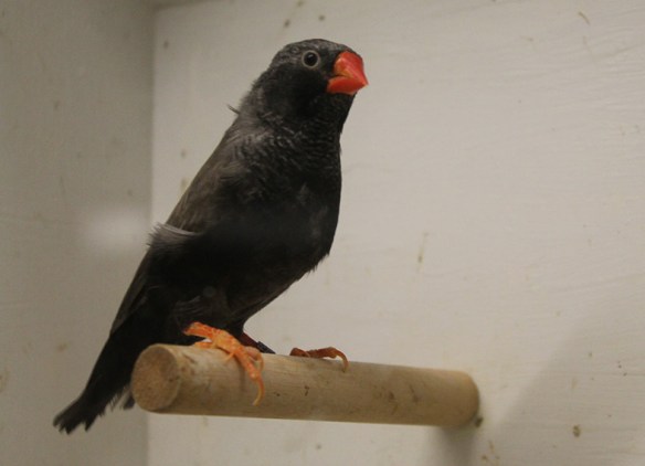 Grigio eumo guancia nera (maschio)