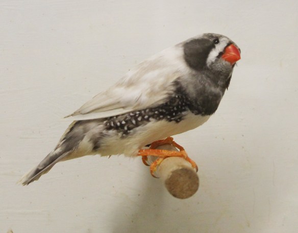 Grigio guancia guancia nera (maschio)