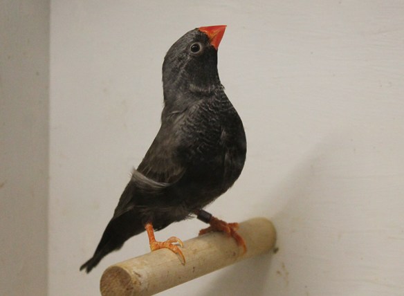 Grigio eumo guancia nera (maschio)