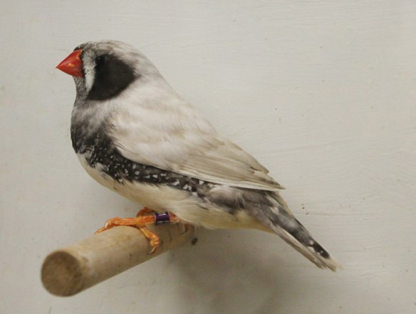 Grigio guancia guancia nera (maschio)