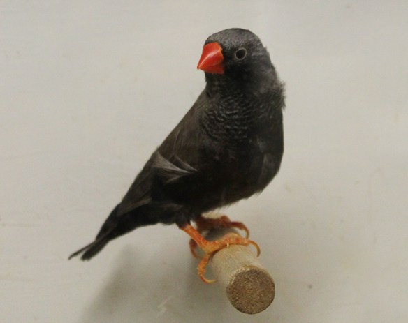 Grigio eumo guancia nera (maschio)