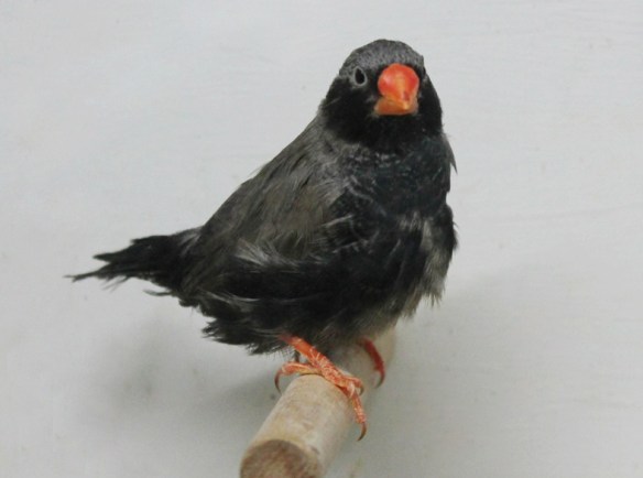 Grigio eumo guancia nera (maschio)