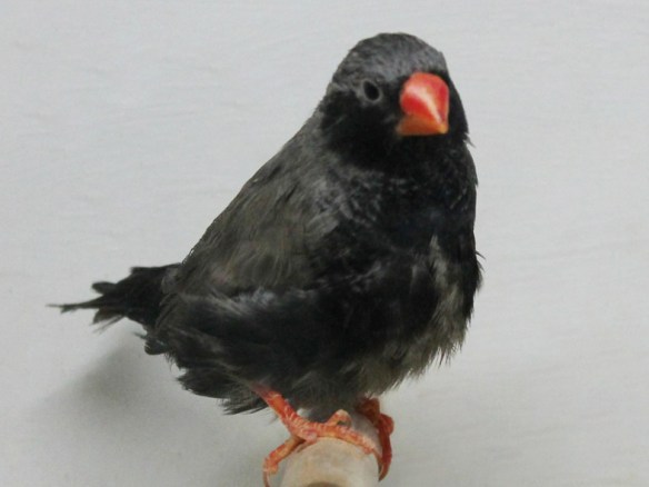 Grigio eumo guancia nera (maschio)