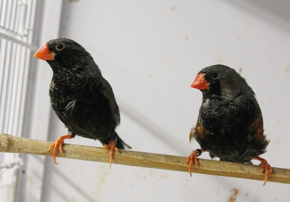 Grigio eumo guancia nera e grigio eumo a confronto (maschi)