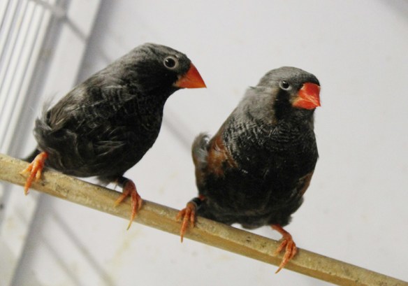 Grigio eumo guancia nera e grigio eumo a confronto (maschi)